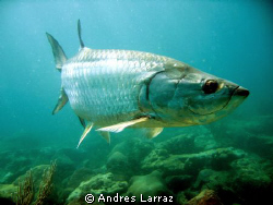 7' TARPON, Hanging... by Andres Larraz 